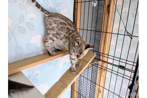 販売中の東京都のベンガル-103185の16枚目